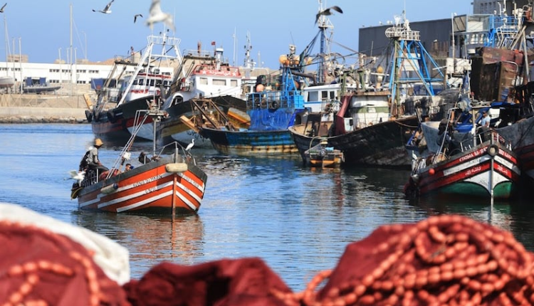 مجلس الحكومة يطلع على اتفاق التعاون في مجال الصيد البحري بين المغرب وغامبيا