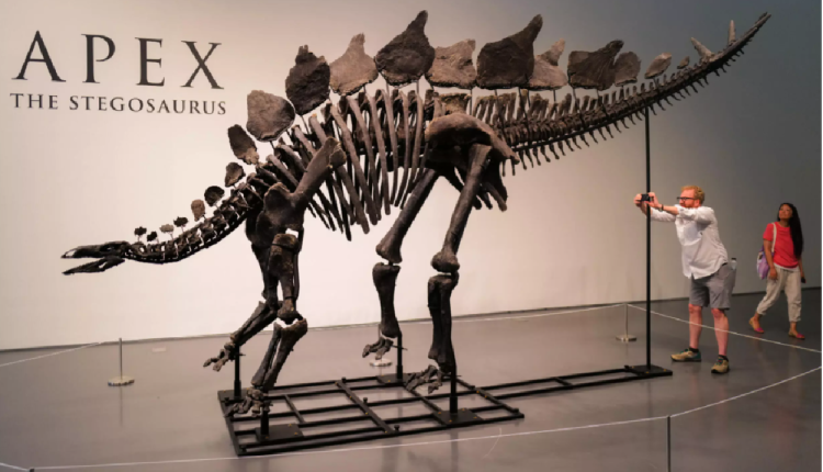 هيكل ديناصور كبير يعرض للبيع بمزاد علني بنيويورك