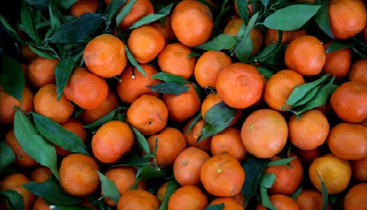 "صادرات الحمضيات التركية تصل إلى 504 ملايين دولار في النصف الأول من 2024"