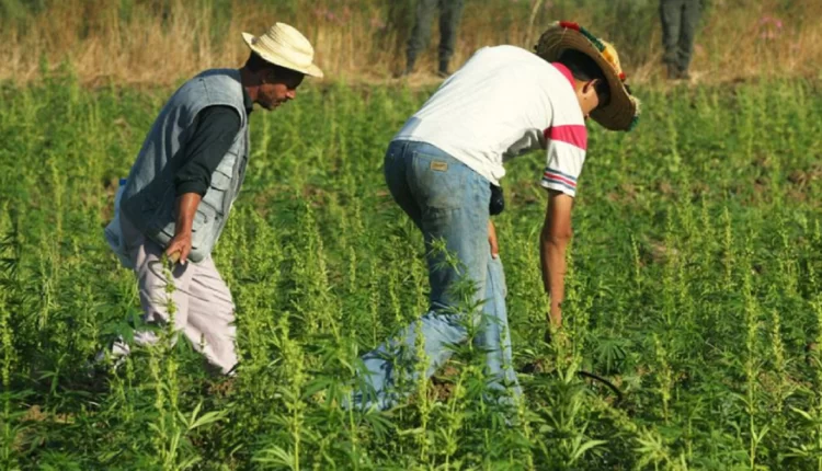 سفيرة المملكة بالشيلي تستعرض سياسة المغرب الحكيمة في مجال تقنين زراعة القنب الهندي