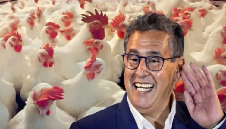 “السوق في مهب الريح: استراتيجيات مواجهة غلاء أسعار الدواجن”