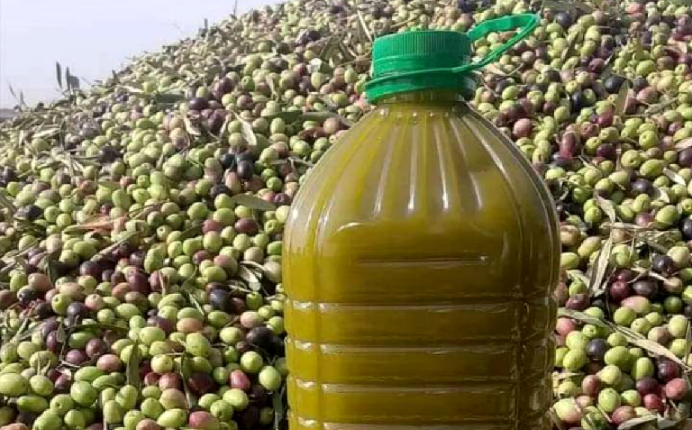 تراجع إنتاج الزيتون في المغرب بنسبة 11%