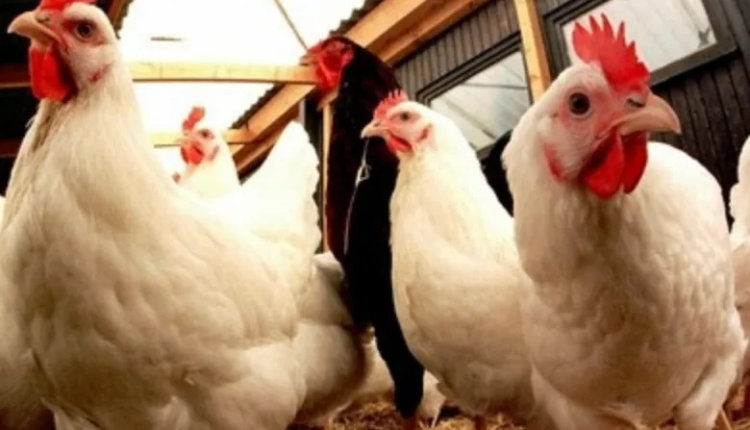 ارتفاع اسعار الدواجين