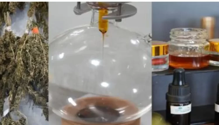 معمل جديد لتحويل القنب الهندي