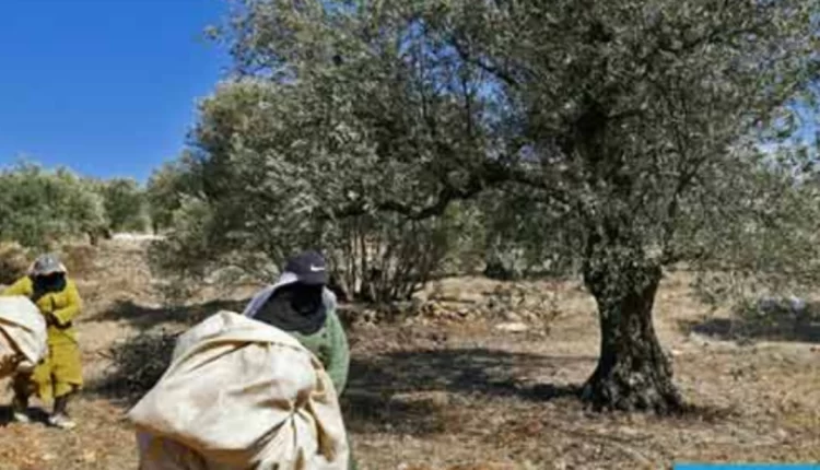 اللبنانيون يواصلون حصاد الزيتون وسط أجواء الحرب