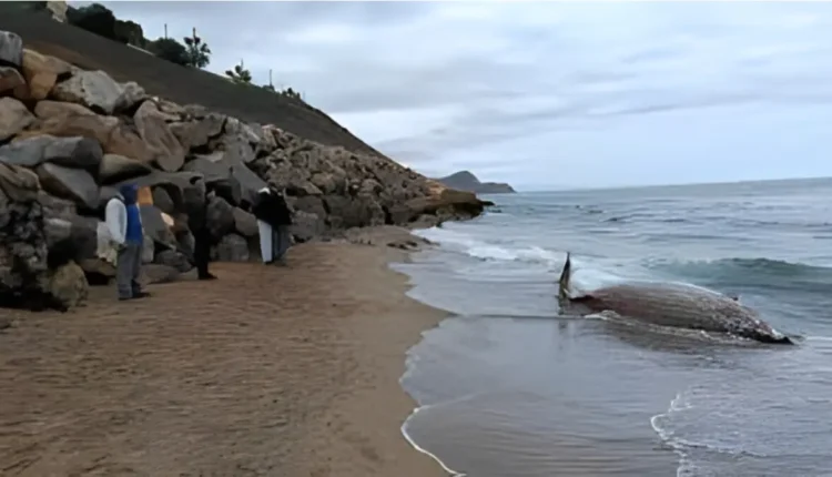 حوت كوفيه ذو المنقار