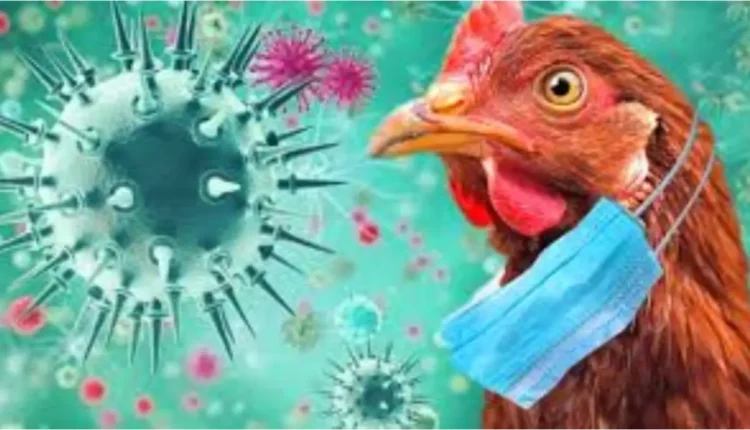 فيروس إنفلونزا الطيور