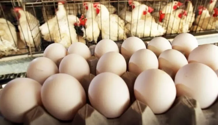 أزمة البيض في رمضان
