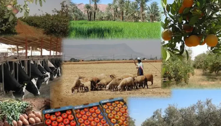 علاقة الإنتاج الفلاحي في المغرب بين طمع الشناقة ومعاناة المنتجين والمستهلكين