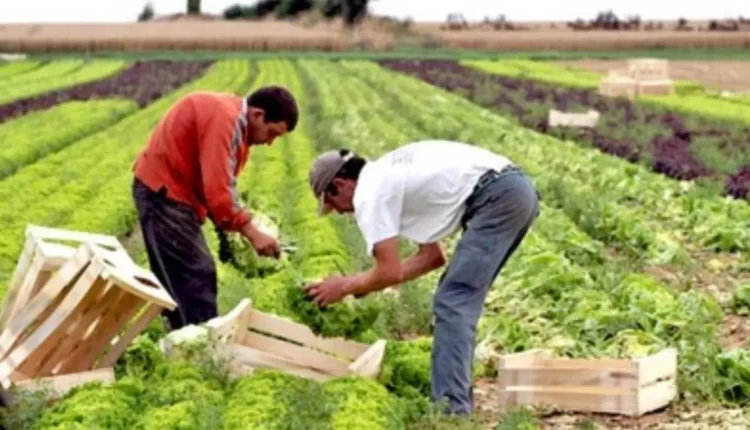 وجدة – أنجاد : وقع إيجابي للتساقطات المطرية الأخيرة على الزراعات الربيعية والأشجار المثمرة