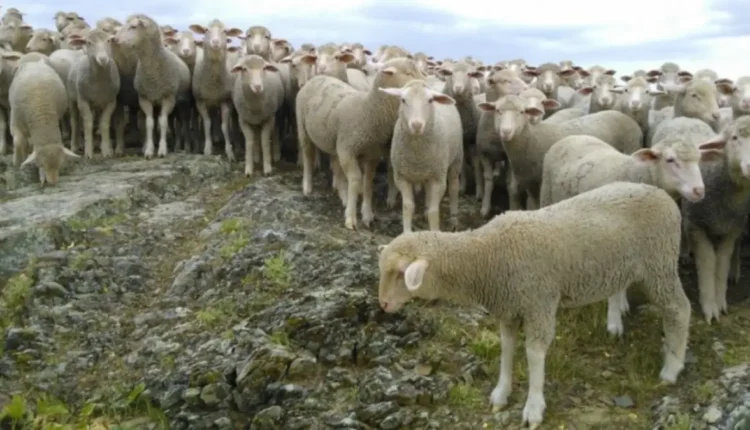 إلغاء ذبح الأضاحي: مربي الماشية الإسبان يطالبون بتوفير أسواق بديلة