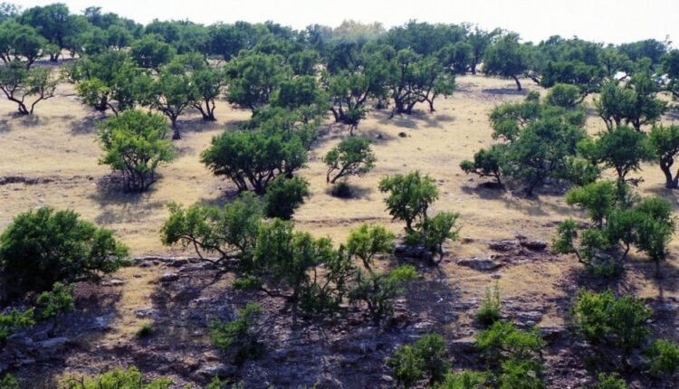 التصحر والتغير المناخي يهددان 10ألاف من الغابات المغربية