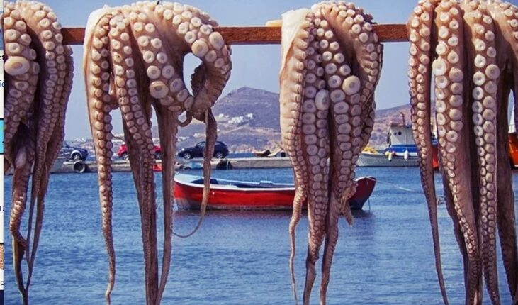 حماية الموارد البحرية: تمديد فترة توقف صيد الأخطبوط حتى 14 يوليوز 2025 بقرار وزاري