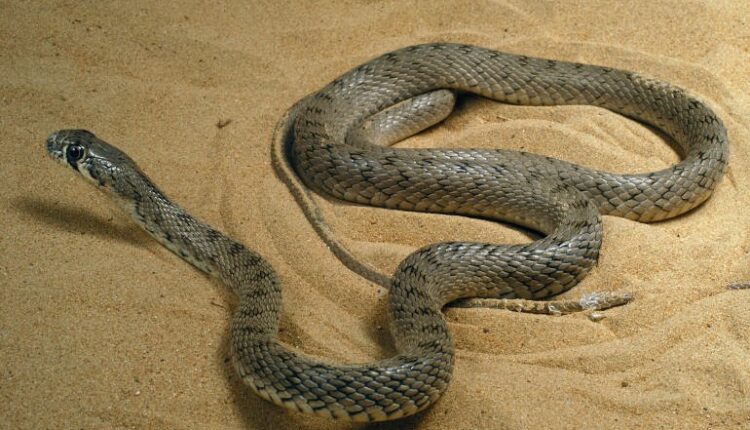 # المغرب: اختلال التوازن البيئي يدفع بالزواحف لغزو المناطق المأهولة