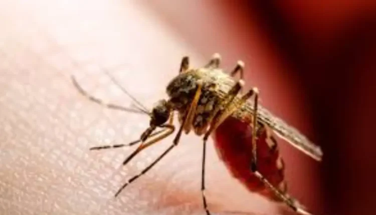 تحذير عالمي من تفشي جديد لفيروس "شيكونغونيا"